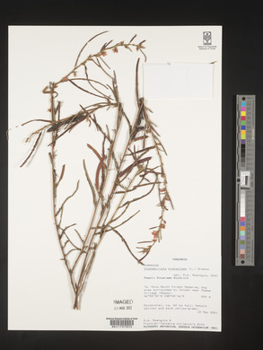 Chamaecrista mimosoides image