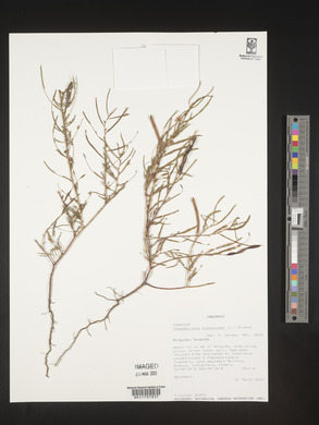 Chamaecrista mimosoides image