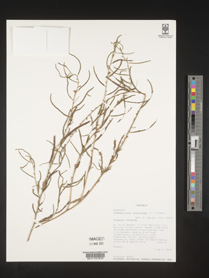 Chamaecrista mimosoides image