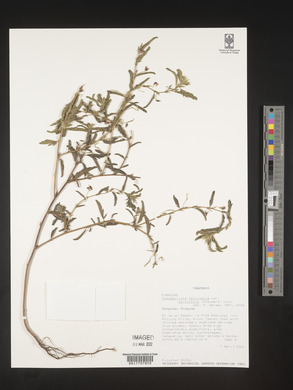 Chamaecrista falcinella image