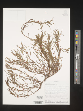 Chamaecrista mimosoides image