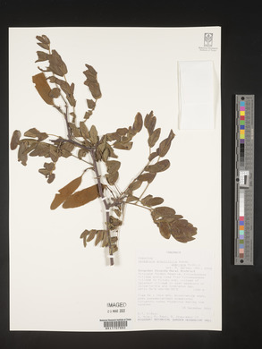 Dalbergia arbutifolia image