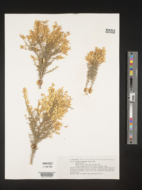 Genista microphylla image