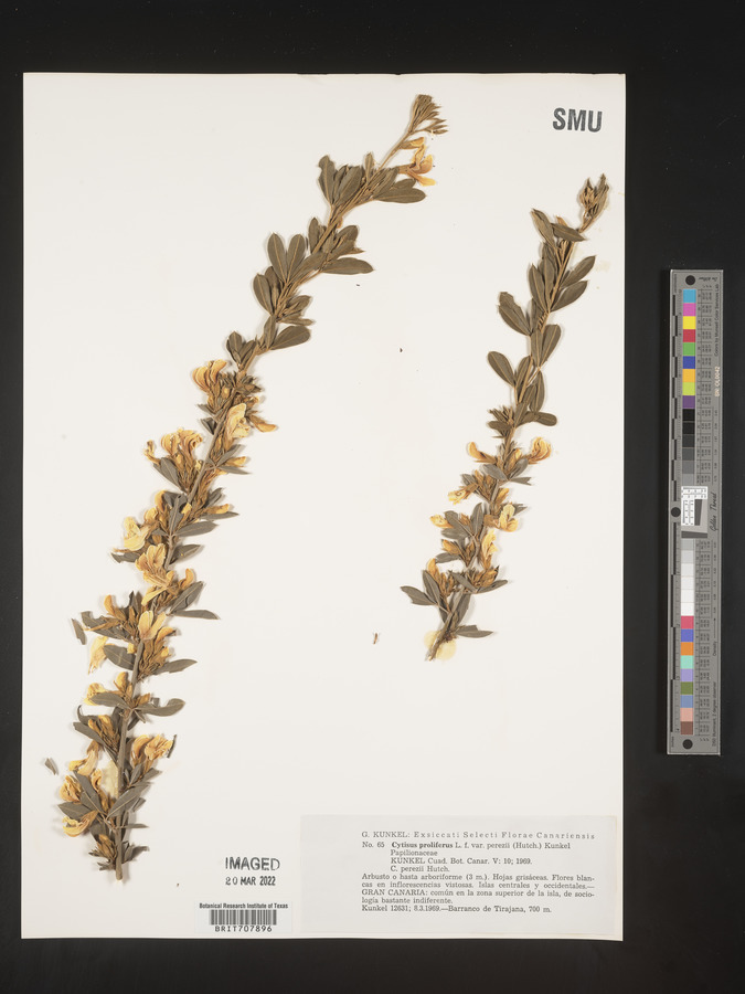 Cytisus proliferus image