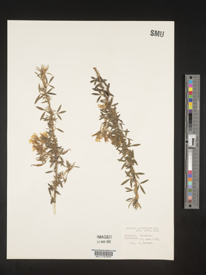 Cytisus proliferus image