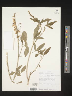 Crotalaria trichotoma image