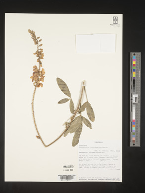 Crotalaria trichotoma image