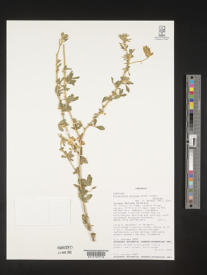 Crotalaria oocarpa image