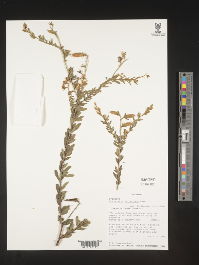 Crotalaria orthoclada image