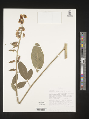 Crotalaria recta image