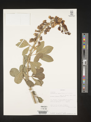 Crotalaria recta image