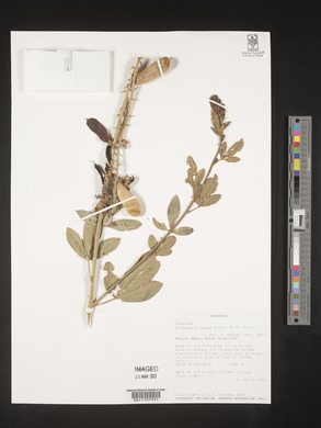 Crotalaria recta image