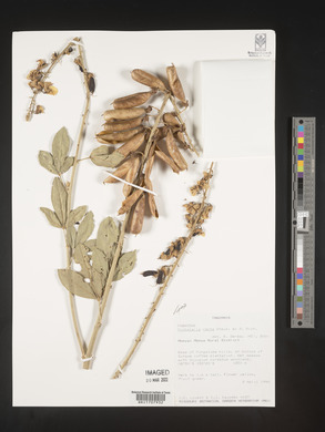 Crotalaria recta image