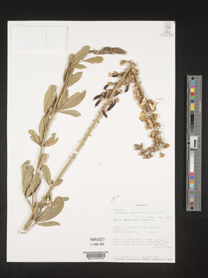 Crotalaria recta image