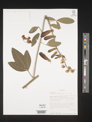 Crotalaria recta image