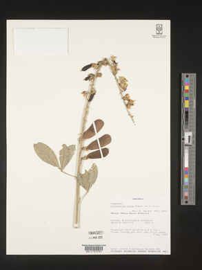 Crotalaria recta image