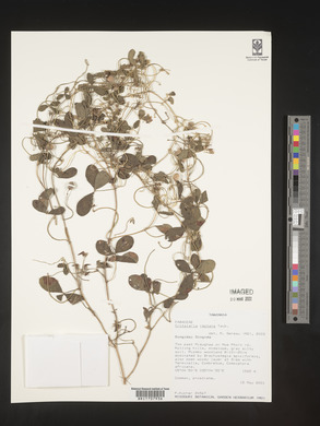 Crotalaria reptans image