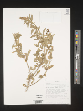 Crotalaria laburnoides var. laburnoides image