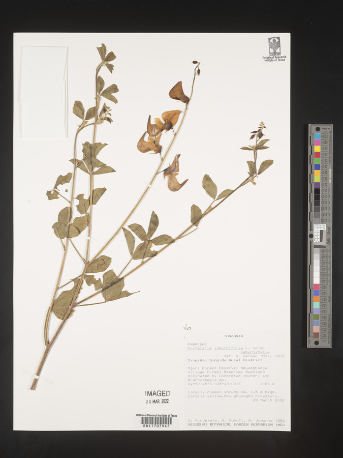 Crotalaria laburnifolia image