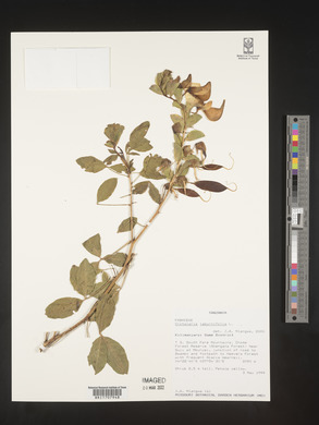 Crotalaria laburnifolia image