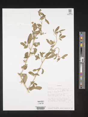 Crotalaria laburnoides image