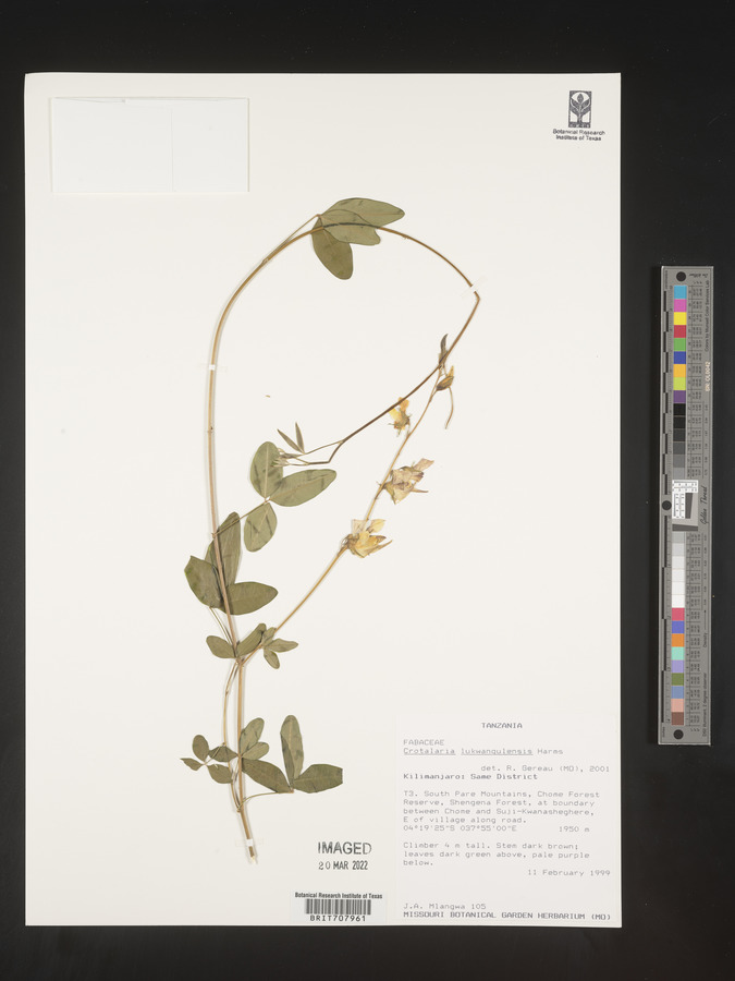 Crotalaria lukwangulensis image