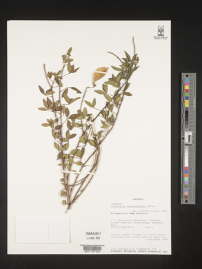 Crotalaria lukwangulensis image