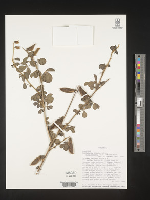 Crotalaria incana image