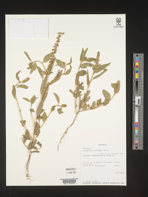 Crotalaria iringana image