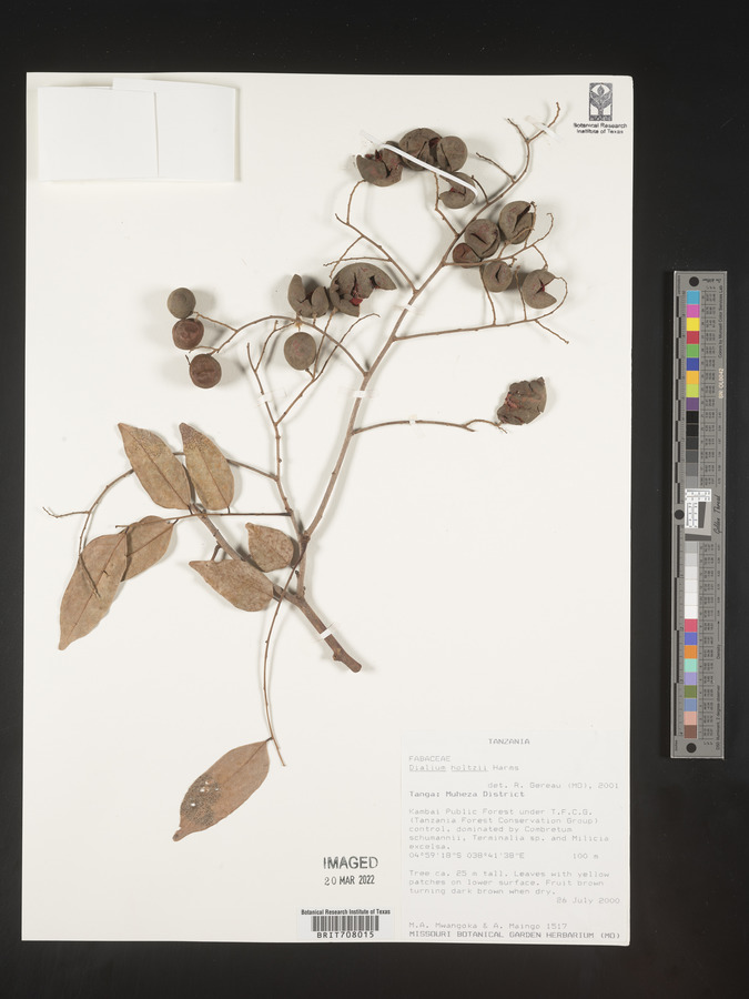 Dialium holtzii image