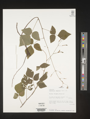 Desmodium repandum image