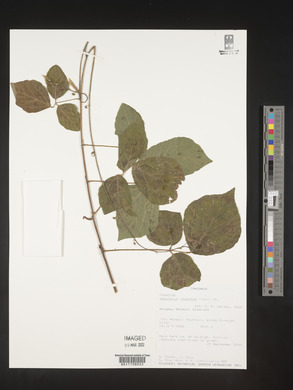 Desmodium repandum image