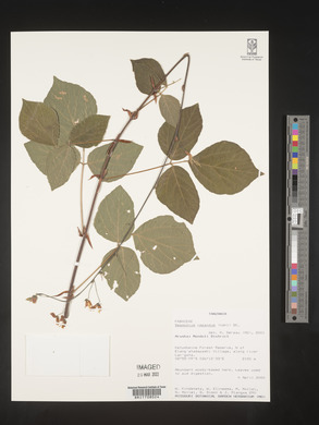 Desmodium repandum image