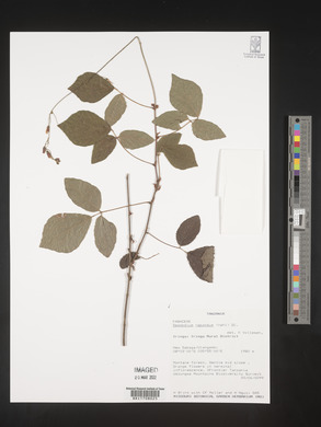 Desmodium repandum image