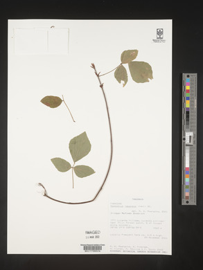 Desmodium repandum image