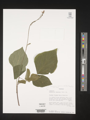 Desmodium repandum image