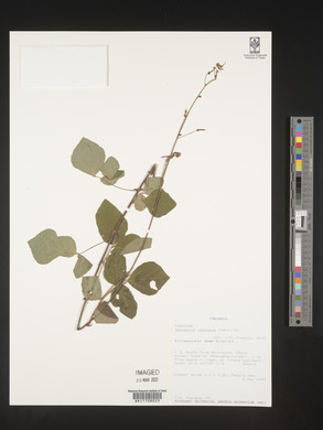 Desmodium repandum image