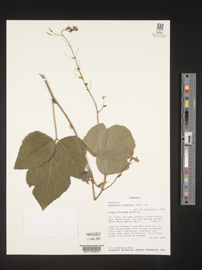 Desmodium repandum image