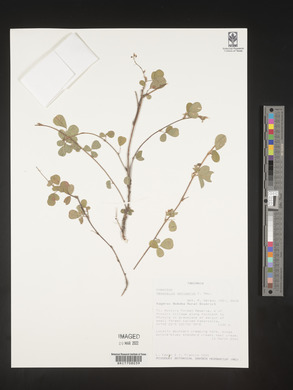 Desmodium setigerum image