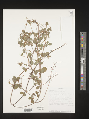 Image of Desmodium setigerum