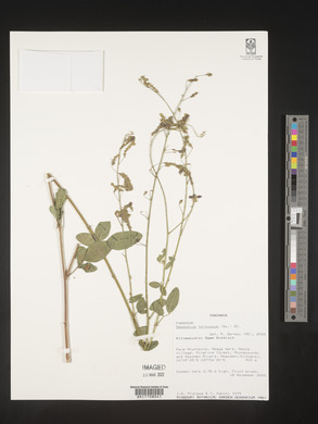 Desmodium tortuosum image