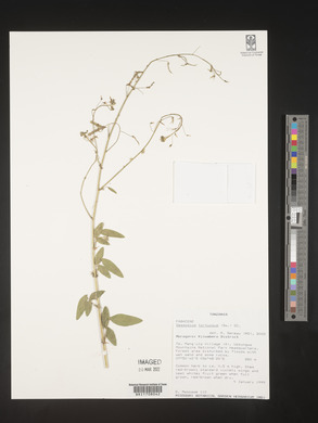 Desmodium tortuosum image