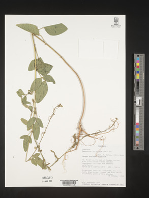 Desmodium tortuosum image