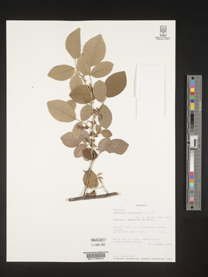 Dendrolobium umbellatum image