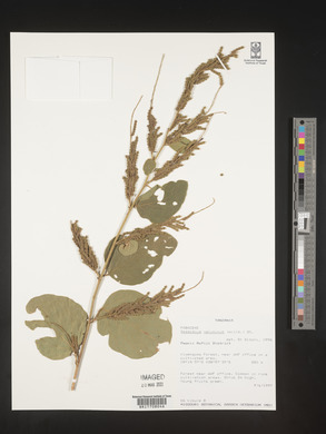 Desmodium velutinum image