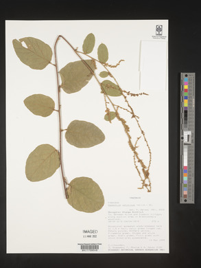 Desmodium velutinum image