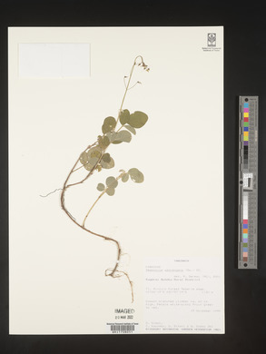 Desmodium adscendens image