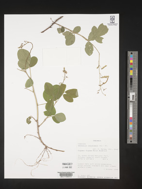 Desmodium adscendens image