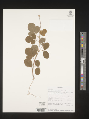 Desmodium adscendens image