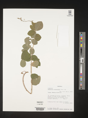 Desmodium adscendens image